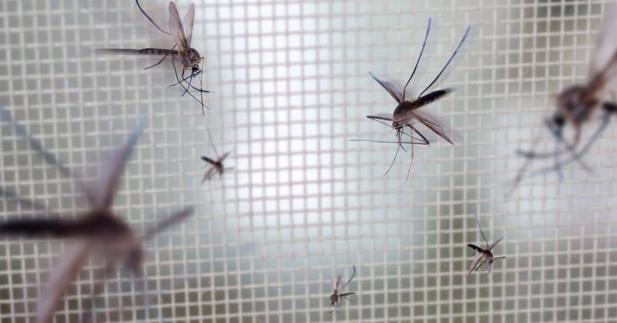 היתרונות של רשת בהתקנה עצמית: הגנה מפני חרקים בקלות